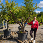 Granátové jablko (Punica granatum) ´MOLLAR DE ELCHE´ - výška 250-270 cm, obvod kmeňa 45/50 cm, EXEMPLÁR (-16°C)